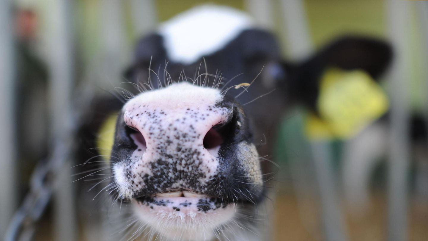 Bayern: „Tragischer Arbeitsunfall“: Kühe töten Bauer